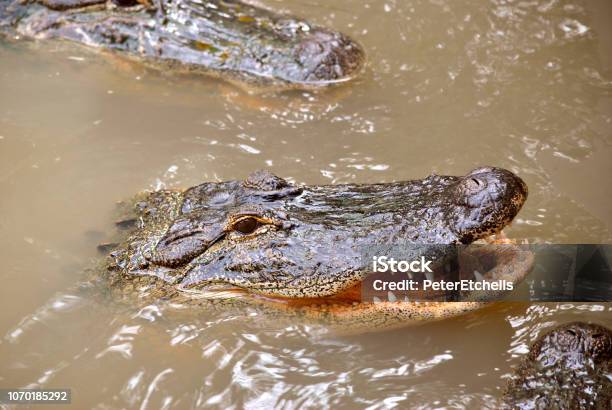 American Alligator With Mouth Open Stock Photo - Download Image Now - Alligator, Water, Mouth Open