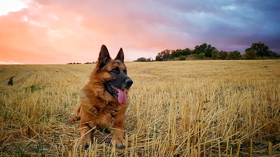 German shepherd dog lying in a field of cut wheat, at sunset, with red and blue pastel colors in the sky.