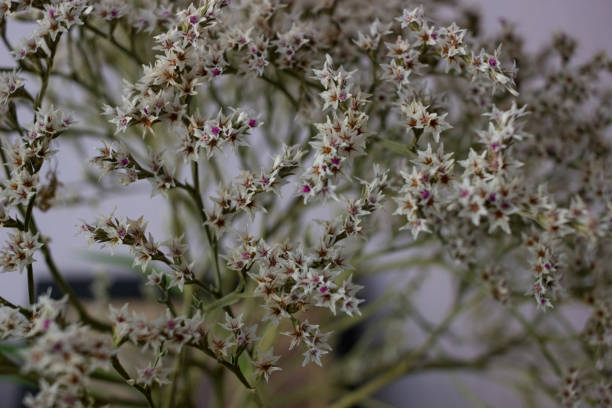 Dried flower for decorations - Goniolimon tataricum (Limonium) stock photo