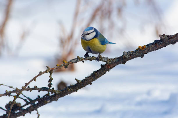 istock Blue tit (Cyanistes caeruleus) sits on a thin lichen-covered larch twig. 1070190458
