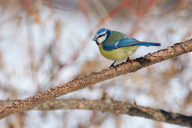 istock Blue tit (Cyanistes caeruleus) sits half-turned on a branch of larch under the spring sun. 1070190516