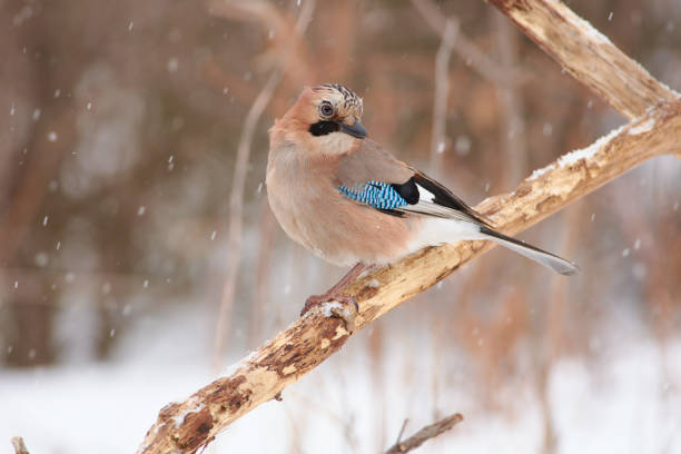 istock Eurasian jay (Garrulus glandarius) sits half-turn on crossed dry oak branches in a forest park (it is snowing). 1070190530