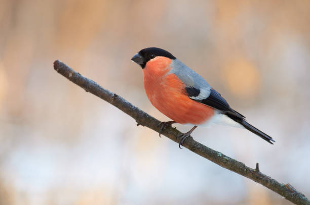 istock Eurasian bullfinch (pyrrhula pyrrhula) sits on a branch in a forest park (in the background are the soft colors of the blurred morning forest). 1070190568
