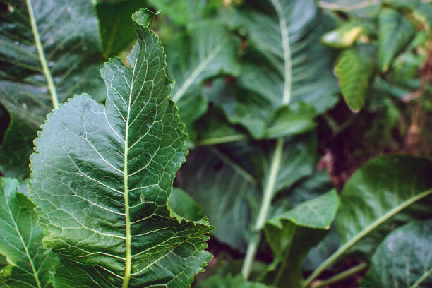 green leaves of horseradish in the garden, harvest agriculture