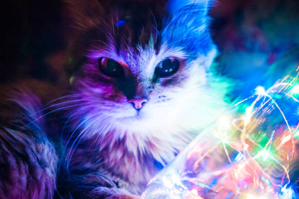 istock Domestic cat with light garlands 1070191662