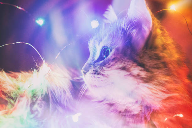 istock Domestic cat with light garlands 1070192920