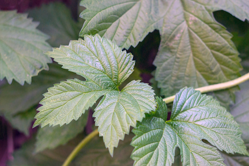 poison ivy plant garden nature natural spring