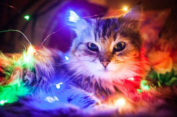 istock Domestic cat with light garlands 1070194100