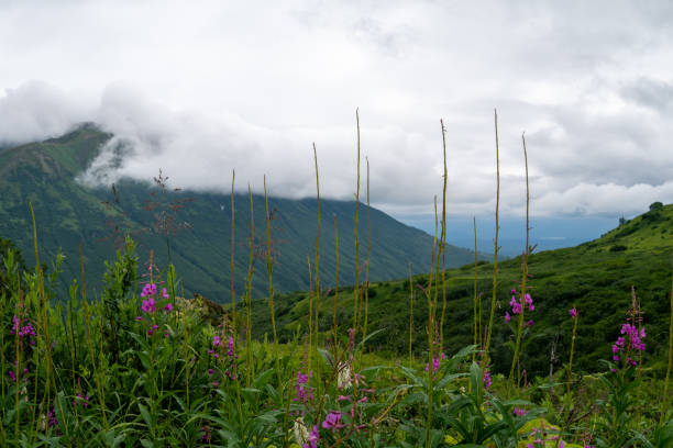 Beautiful view of Hatcher Pass in Alaska with fireweed and other wildflowers on an overcast, foggy and misty day Beautiful view of Hatcher Pass in Alaska with fireweed and other wildflowers on an overcast, foggy and misty day talkeetna mountains stock pictures, royalty-free photos & images