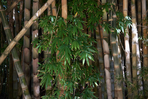 giganteus de dendrocalamus - giant bamboo fotografías e imágenes de stock