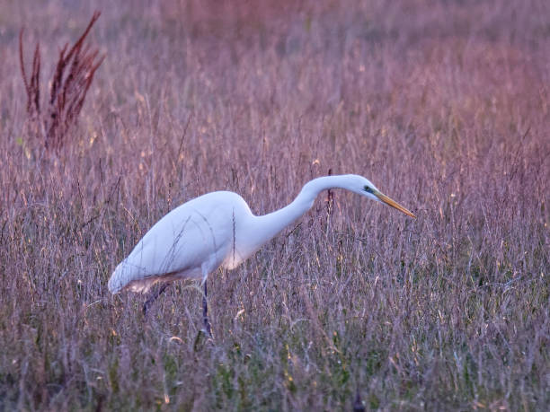 istock Great egret in pink meadow 1070198820
