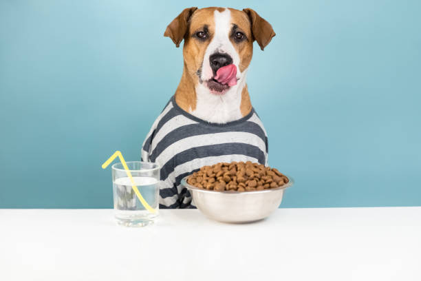 istock Funny dog in pajamas having breakfast at table. 1070200242