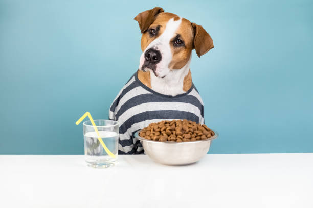istock Funny dog in pajamas having breakfast at table. 1070200244