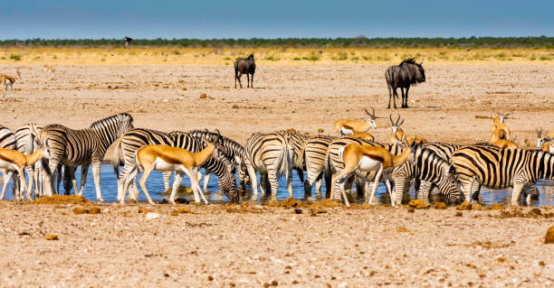 istock A busy waterhole in Etosha, Namibia. 1070202670
