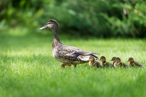 istock Family of Ducks 1070212964
