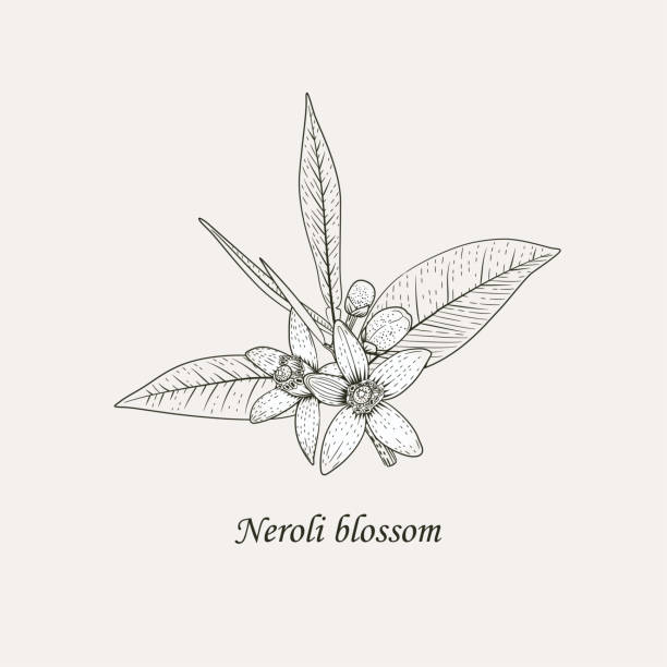 illustrazioni stock, clip art, cartoni animati e icone di tendenza di fiori arancioni mano nero e bianco disegno illustrazione vettoriale. - orange blossom orange tree flower