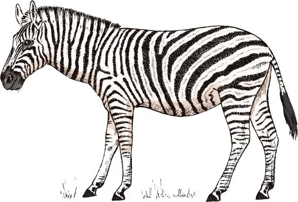 Vector illustration of African Zebra Wild animal on white background. striped black white horse. Engraved hand drawn Vintage monochrome sketch. Vector illustration for label. safari symbol.