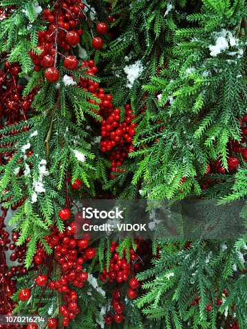 istock Holiday Evergreen Branches and Berries. 1070216214