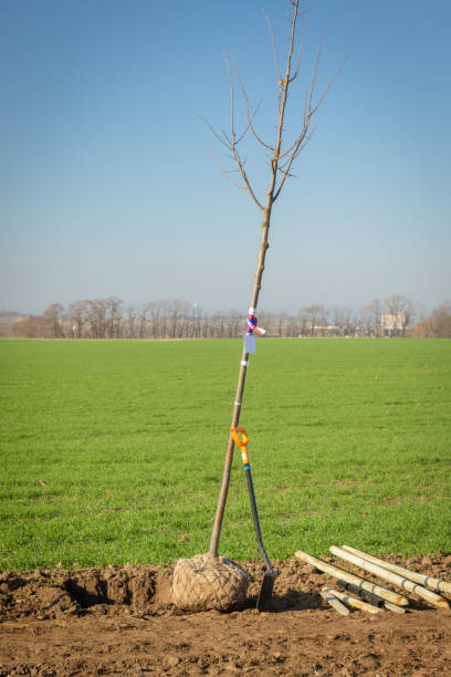 istock Young deciduous tree with a root ball  wrapped in burlap ready to be planted in a digged hole 1070216776
