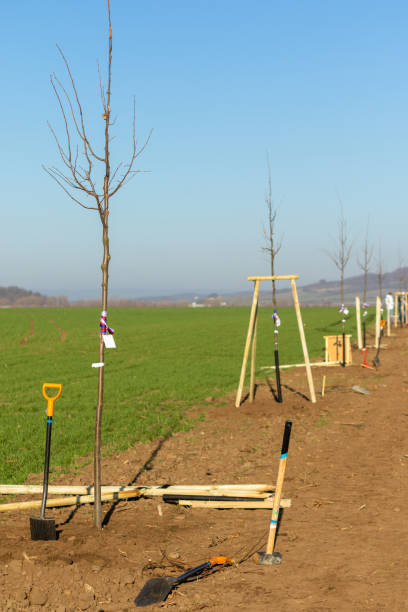 istock Young deciduous tree alley just planted in countryside 1070217346