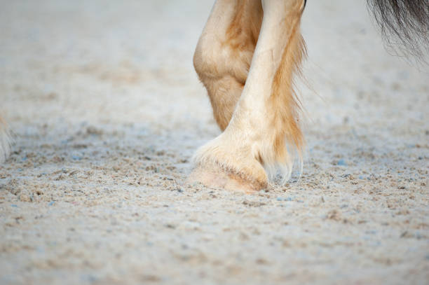 istock Shire horse hooves 1070218548