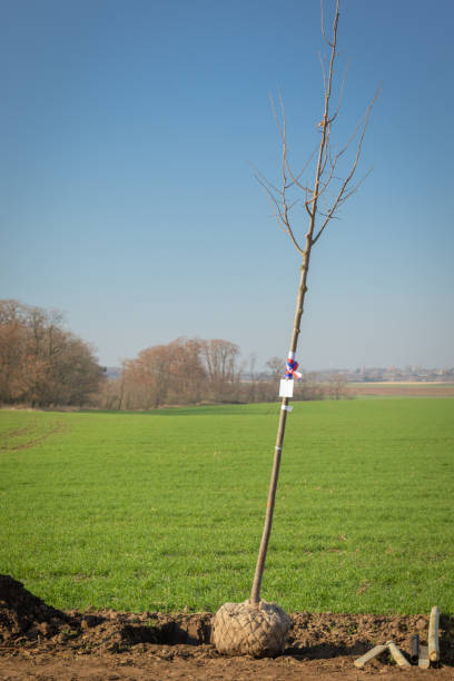 istock Young deciduous tree with a root ball  wrapped in burlap ready to be planted in a digged hole 1070218702