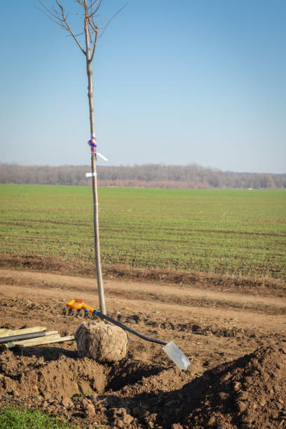 istock Young deciduous tree with a root ball  wrapped in burlap ready to be planted in a digged hole 1070218804
