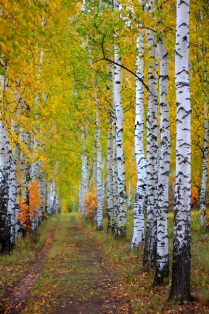 istock Road into birch forest in wonderful autumn colours 1070220936