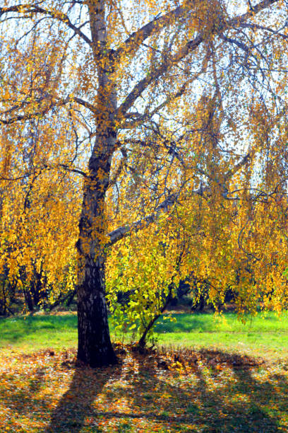 istock Golden colored birch tree on green grass in autumn park 1070225282