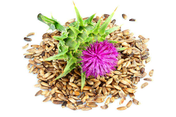 istock Milk thistle flowers with seeds (Silybum marianum, Scotch Thistle, Marian thistle ) 1070225772