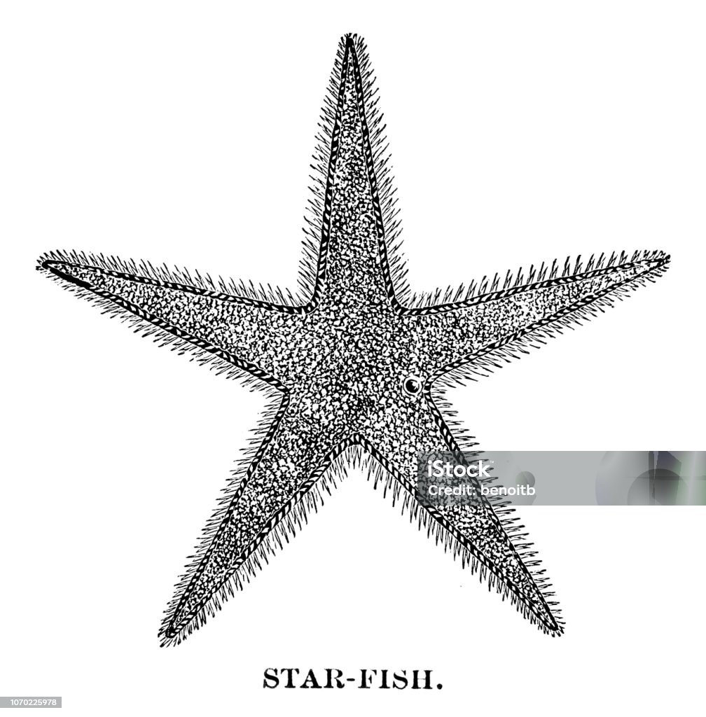 Starfish Starfish - Scanned 1880 Engraving Engraved Image stock illustration