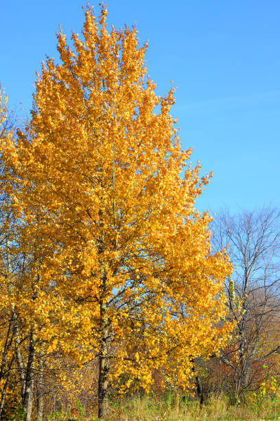 istock Golden colored aspen tree in autumn time on blue sky background 1070227926