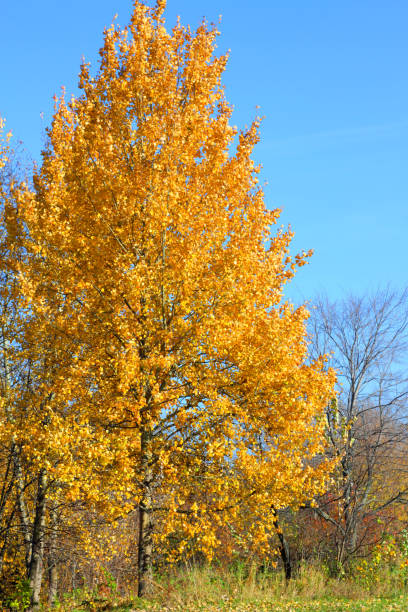 istock Golden colored aspen tree in autumn time on blue sky background 1070228120