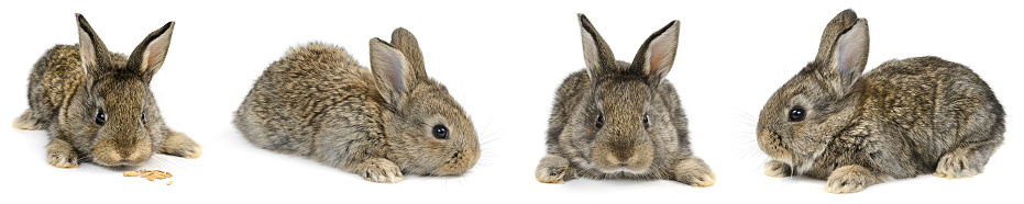Differnet Perspectives Rabbit Collection Young Rabbit With Different Camera Angles Stock Photo ...