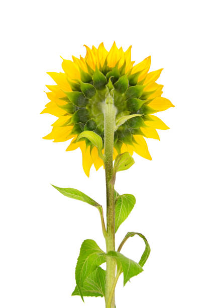 istock Flower and stalk sunflower isolated on white 1070229470