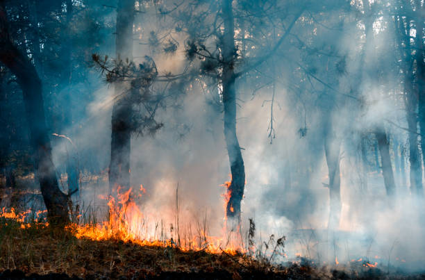 istock Forest fire. Burned trees after forest fires and lots of smoke. 1070235278
