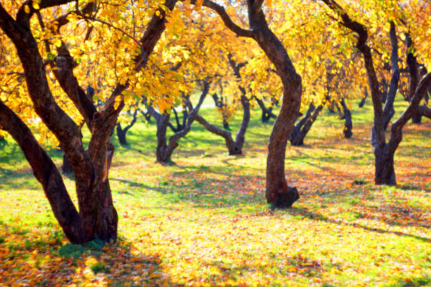 istock Beautiful old apple orchard in bright sunny autumn day 1070236508