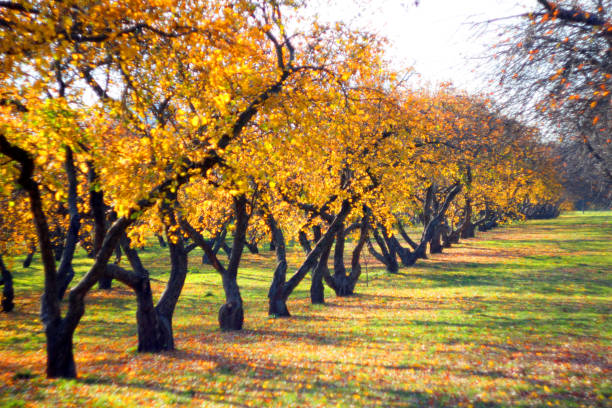 istock Beautiful old apple orchard in bright sunny autumn day 1070236912