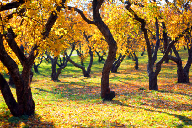 istock Beautiful old apple orchard in bright sunny autumn day 1070236922
