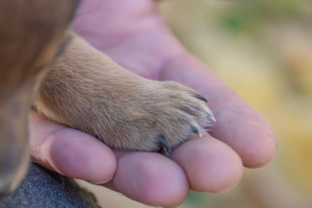 istock puppy paws on a man's hand 1070236996