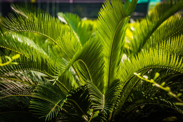 Plantes, vert feuilles et Branches d’arbre - Photo