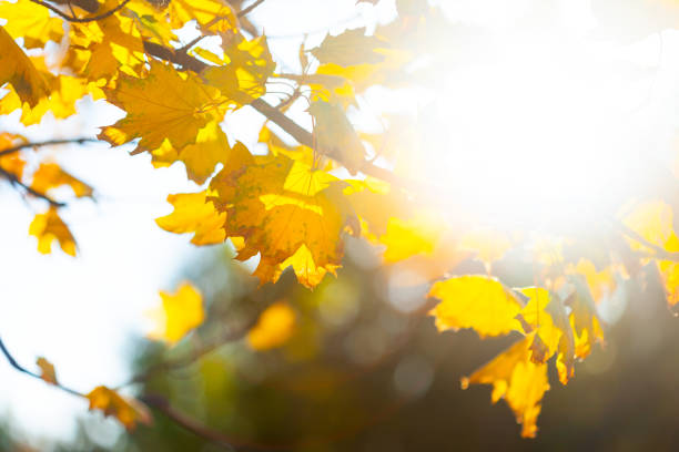 istock Autumn background with leaves 1070240392