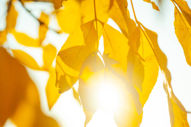 istock Autumn background with leaves 1070240426