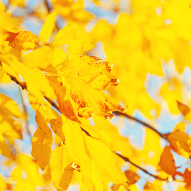 istock Autumn background with leaves 1070240478