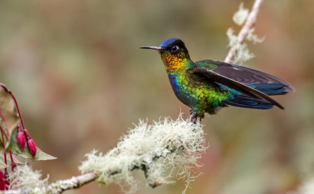 istock Hummingbird in Costa Rica 1070242776