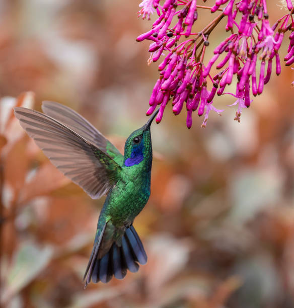 istock Hummingbird in Costa Rica 1070242782