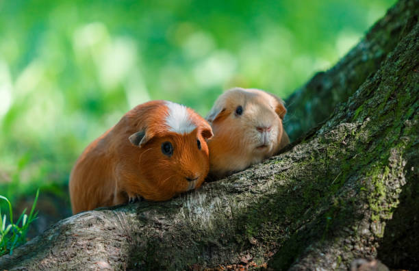 istock Two Guinea pigs for a walk in the Park 1070244604