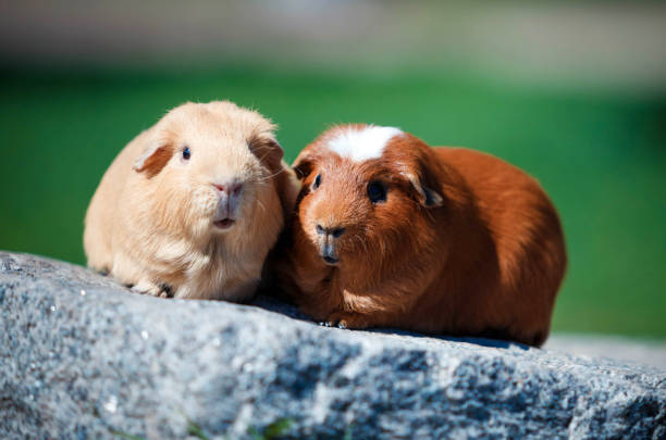istock Two Guinea pigs for a walk in the Park 1070244622
