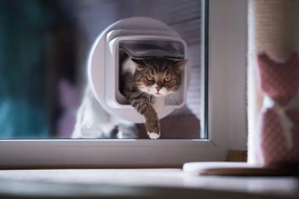 british shorthair cat entering the room by passing through a catflap in window. the cat is looking at the camera.