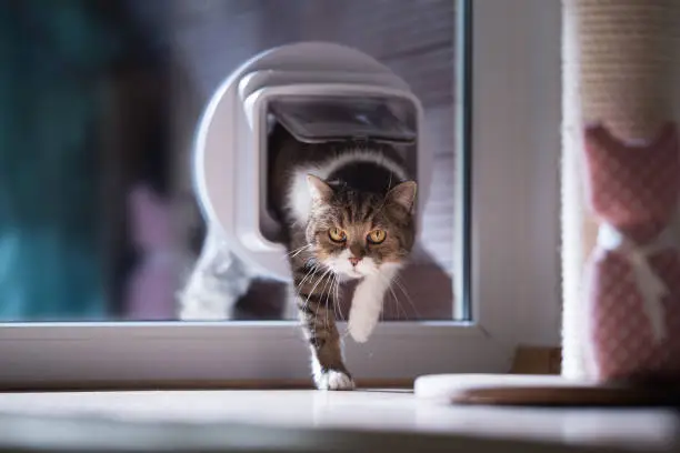 british shorthair cat entering the room by passing through a catflap in window